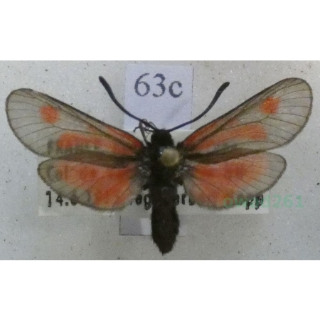 Zygaena nevadensis gallica Oberthür, 1898 France63c